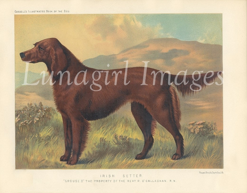 Vintage Victorian Animals: 950 Images - Lunagirl