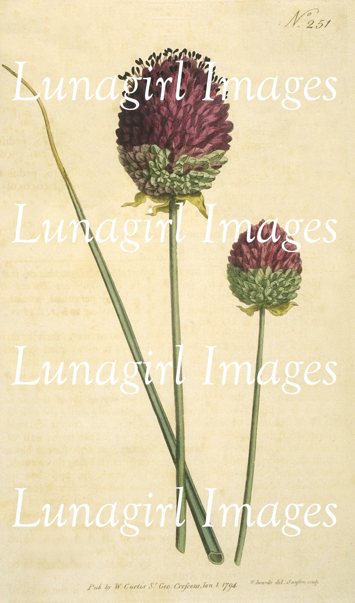 Curtis Botanical Prints: 60 images - Lunagirl