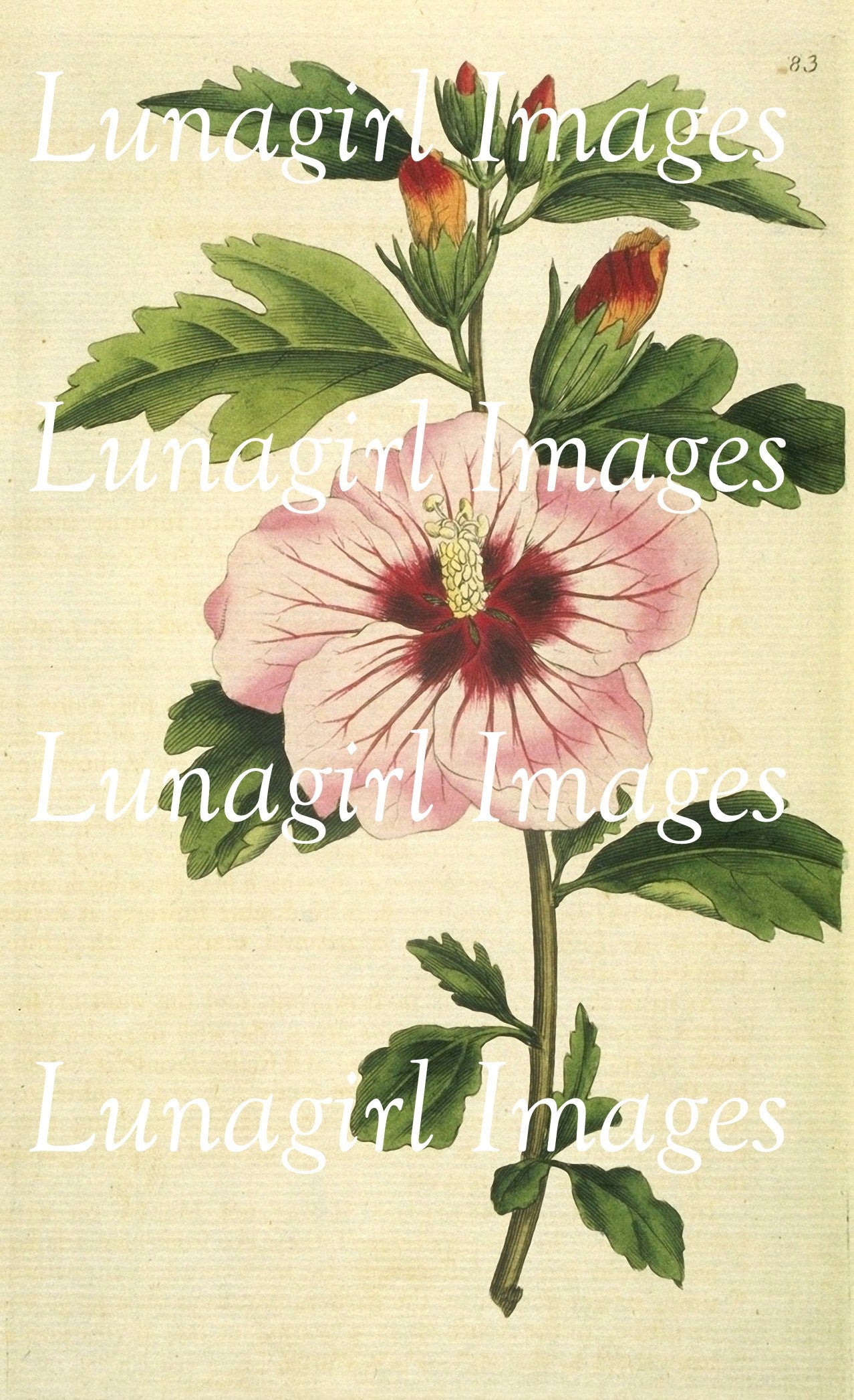 Curtis Botanical Prints: 60 images - Lunagirl