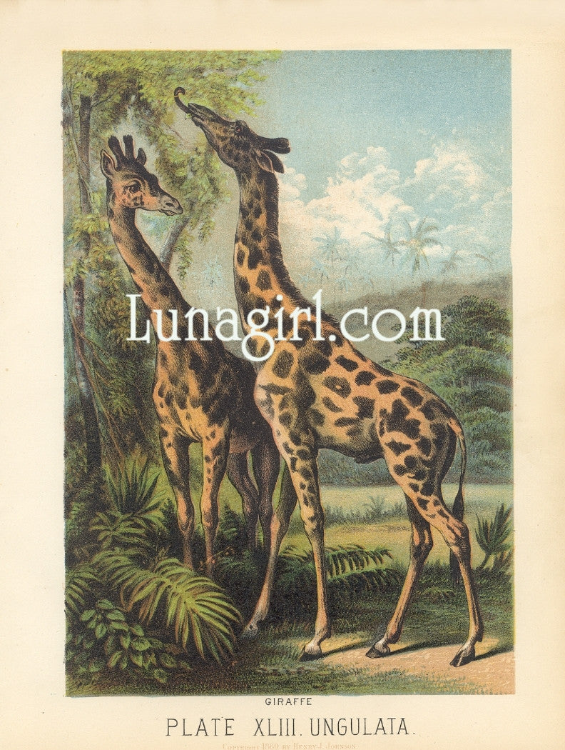 Vintage Victorian Animals: 950 Images - Lunagirl