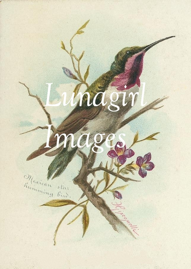 Victorian Birds: 500 Images - Lunagirl