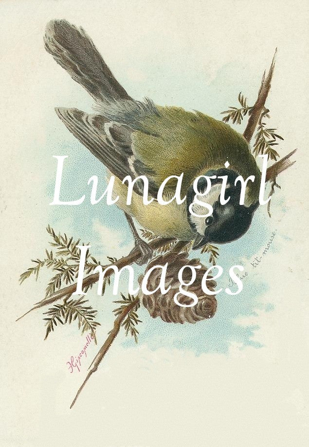 Victorian Birds: 500 Images - Lunagirl