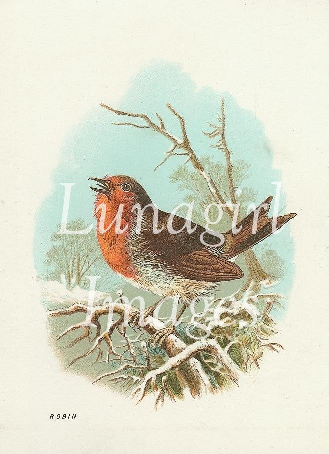 Victorian Birds: 500 Images - Lunagirl