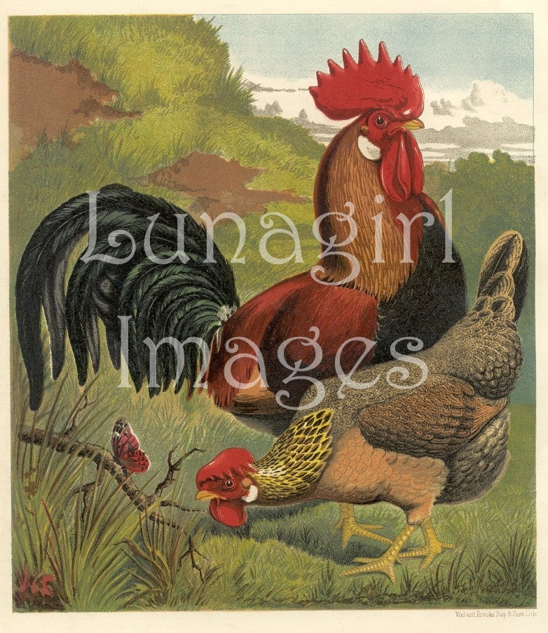 Victorian Birds: 500 Images - Lunagirl