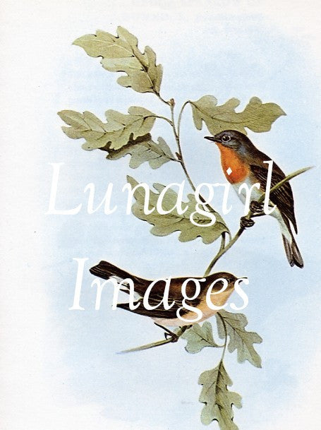 Victorian Birds: 500 Images - Lunagirl