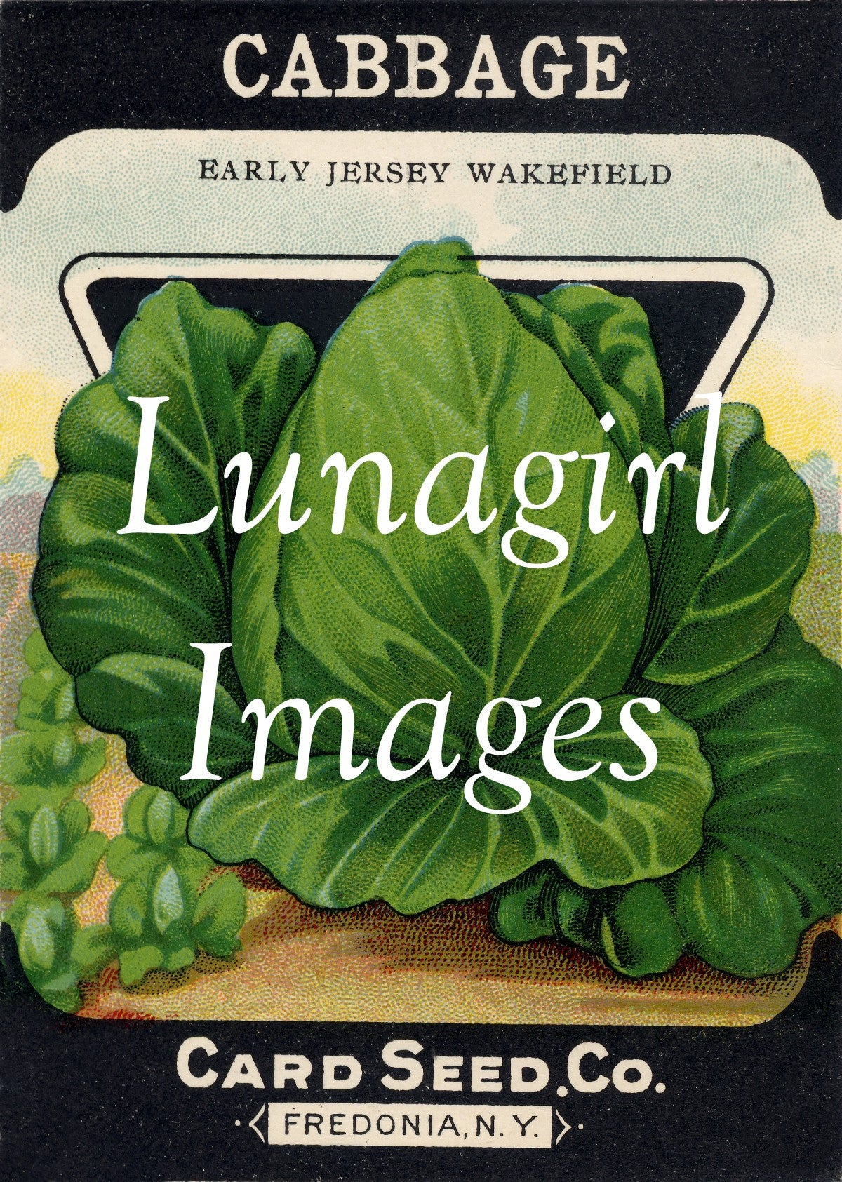 Antique Seed Packet Lithographs: 80 Images - Lunagirl