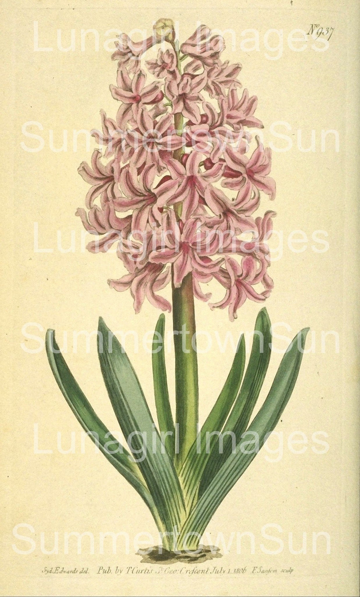 Curtis Botanical Prints: 60 images - Lunagirl