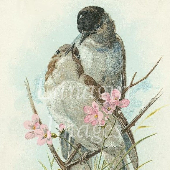 Victorian Birds: 500 Images