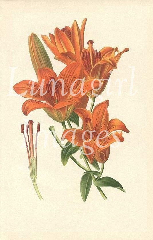 Victorian Flowers: 900 Images - Lunagirl