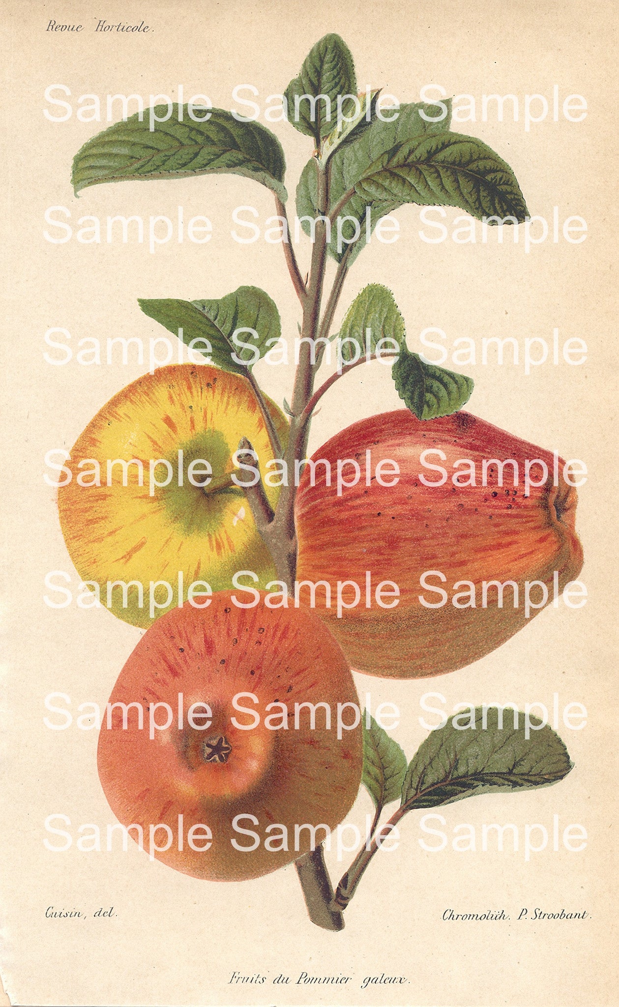 Fruit Botanical Prints: 49 Images - Lunagirl