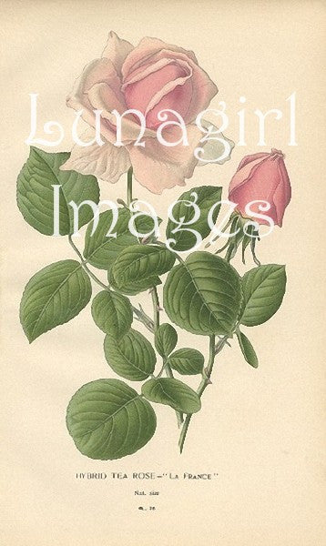 72 Vintage Victorian Pink Roses Download Pack - Lunagirl