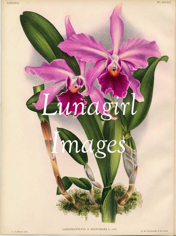 Victorian Flowers: 900 Images - Lunagirl