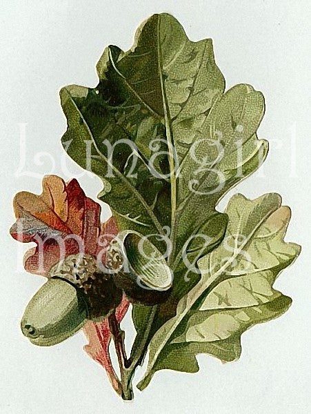 Victorian Flowers: 900 Images - Lunagirl