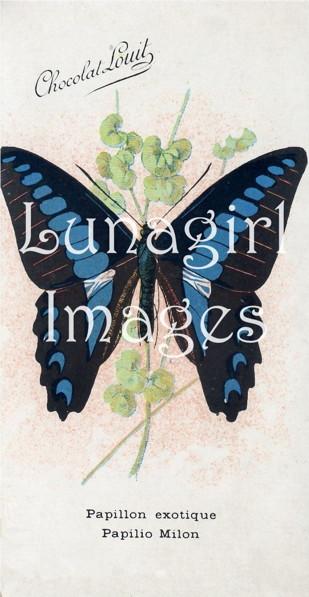 Butterflies: 250 Images - Lunagirl