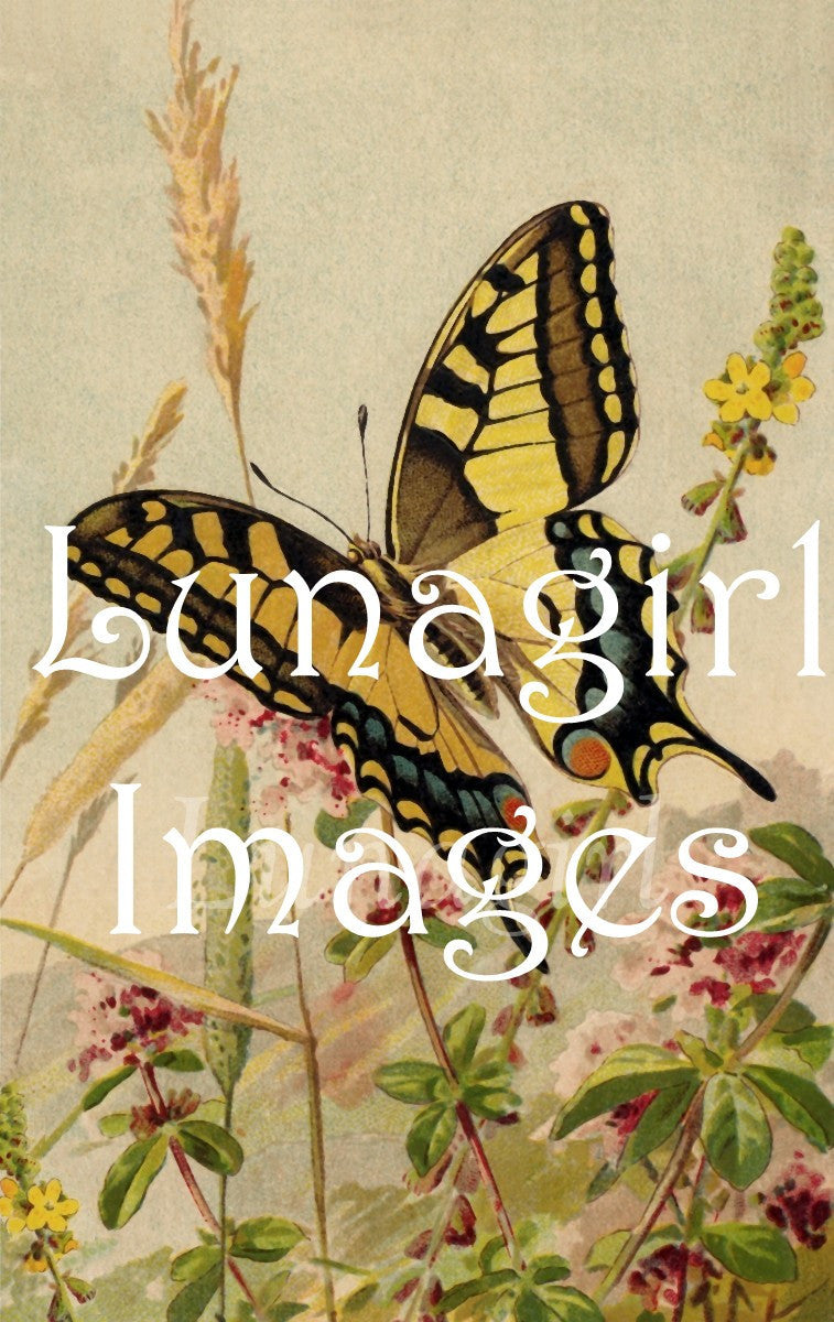 Butterflies: 250 Images - Lunagirl