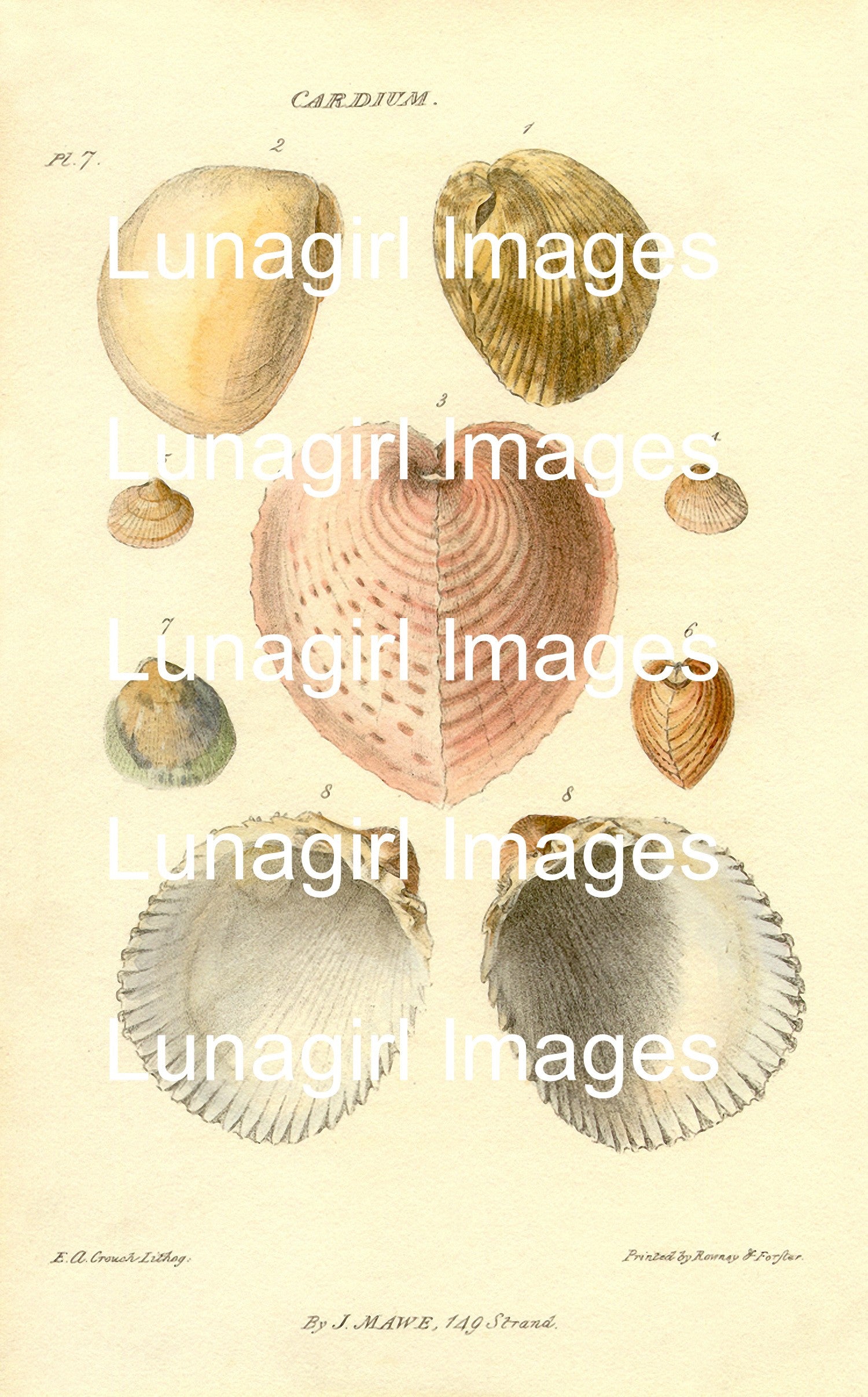 Antique Seashell Prints: 64 Images - Lunagirl
