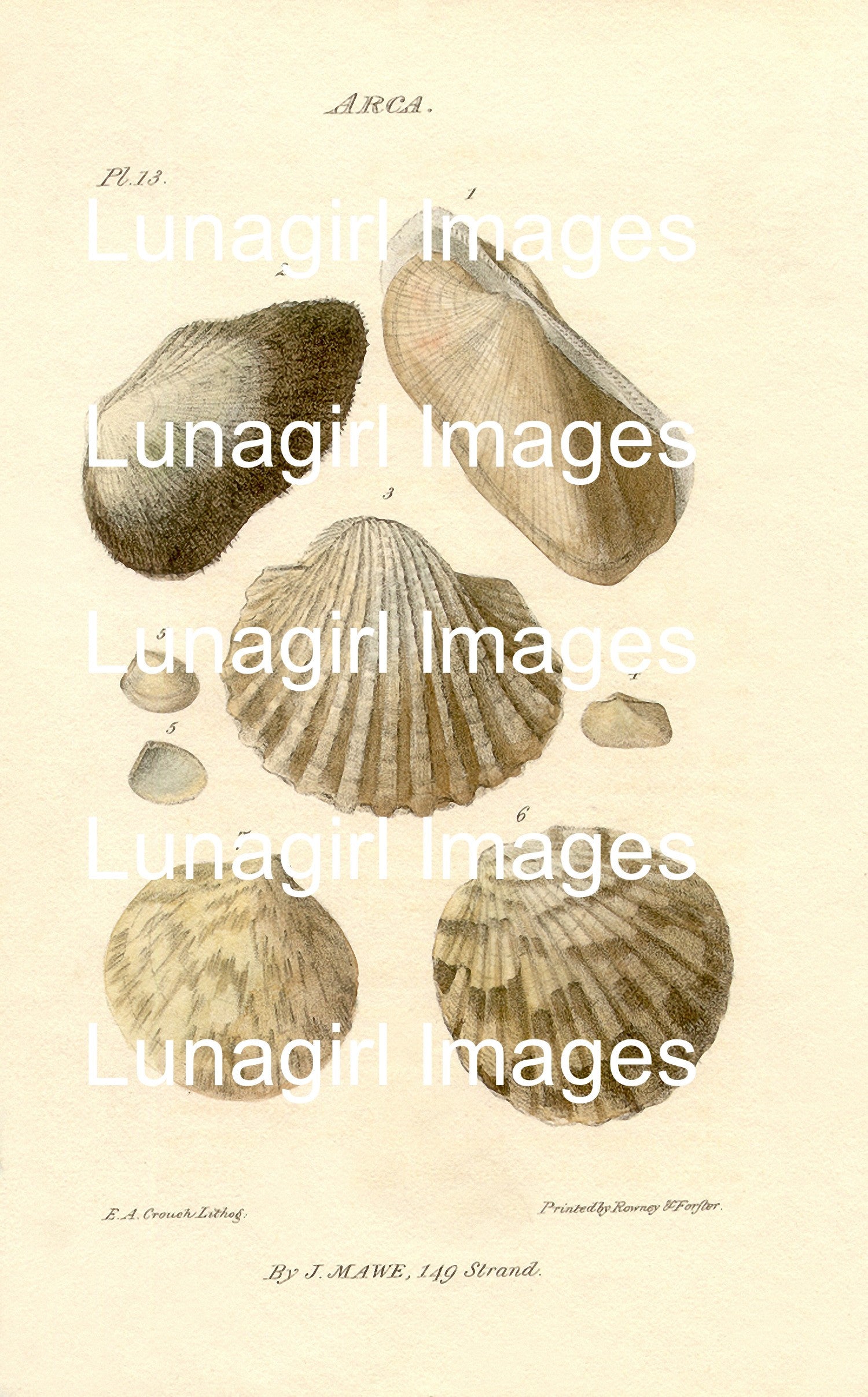 Antique Seashell Prints: 64 Images - Lunagirl