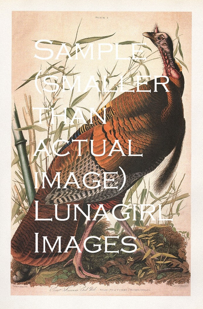 Audubon's Birds of America: 110 Prints - Lunagirl