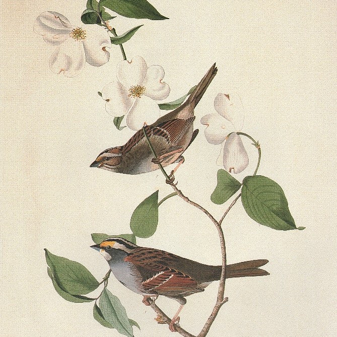 Audubon's Birds of America: 110 Prints - Lunagirl