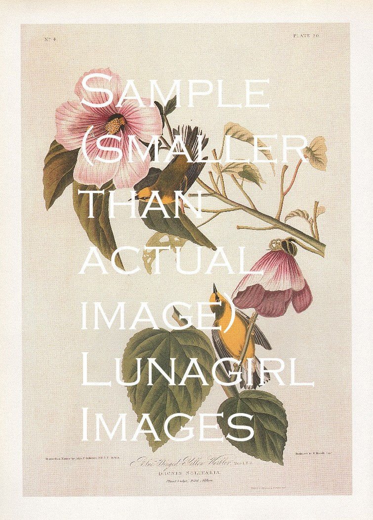 Audubon's Birds of America: 110 Prints - Lunagirl