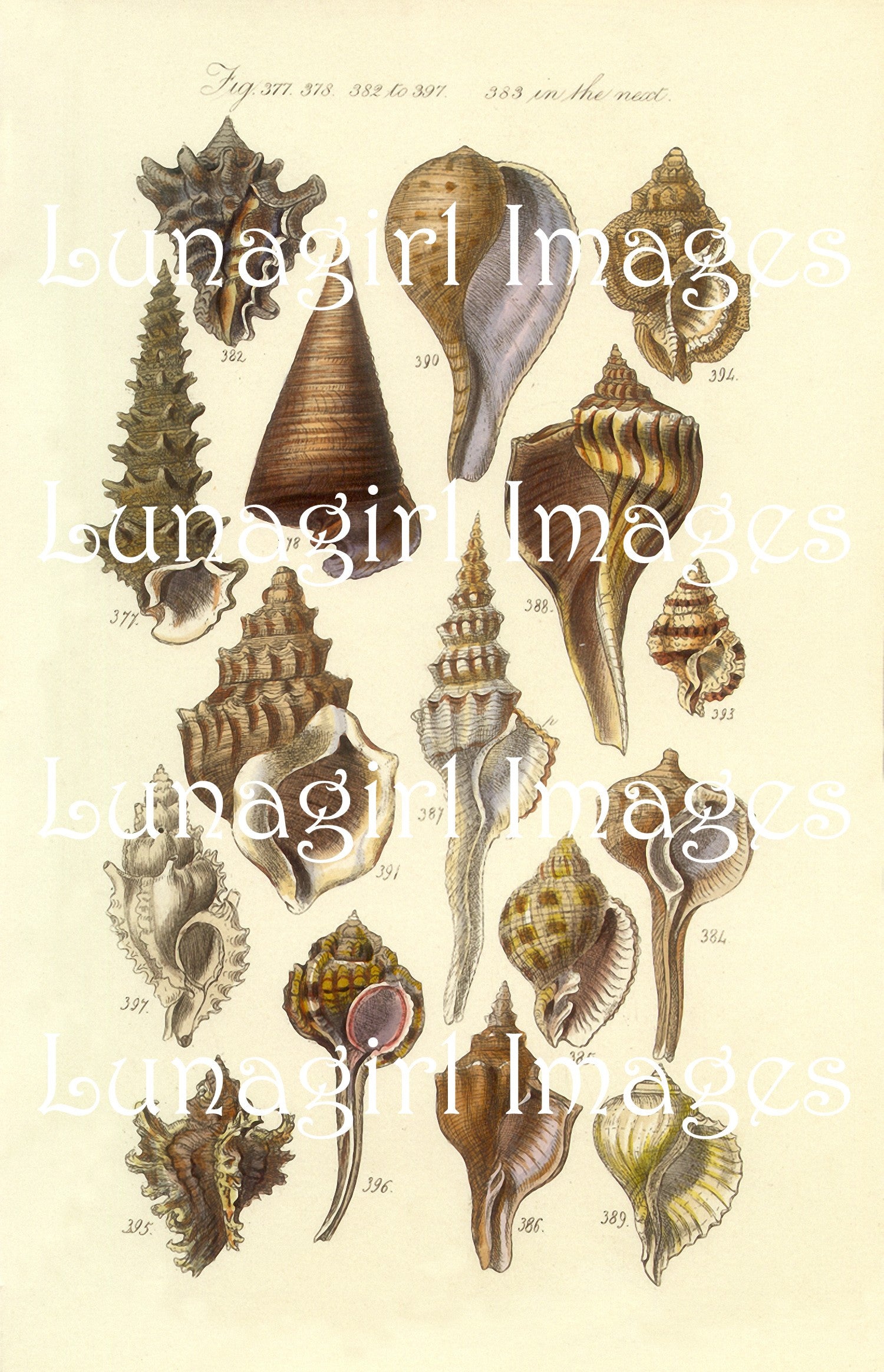 Antique Seashell Prints: 64 Images - Lunagirl