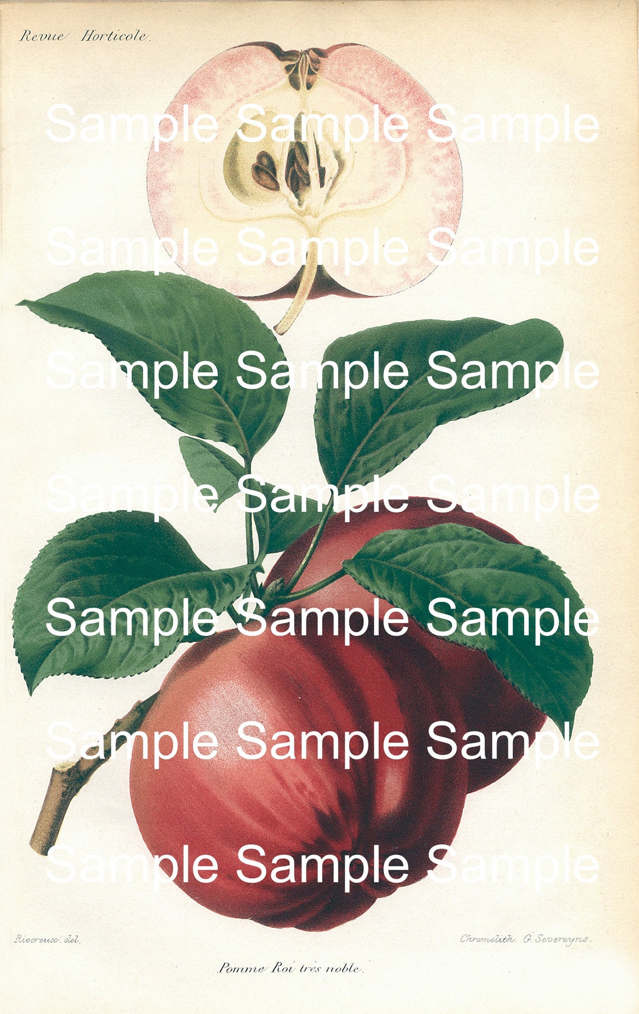 Fruit Botanical Prints: 49 Images - Lunagirl