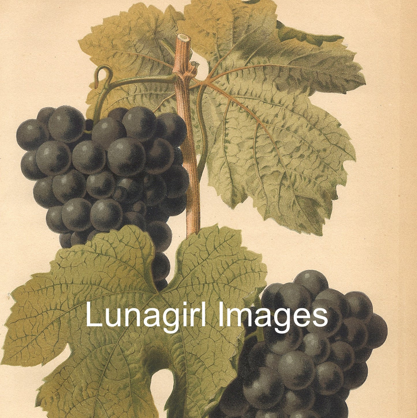 Fruit Botanical Prints: 49 Images - Lunagirl