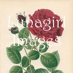 45 Vintage Victorian Red Roses Download Pack - Lunagirl