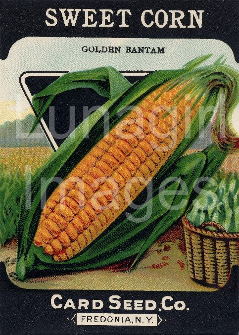 Antique Seed Packet Lithographs: 80 Images - Lunagirl