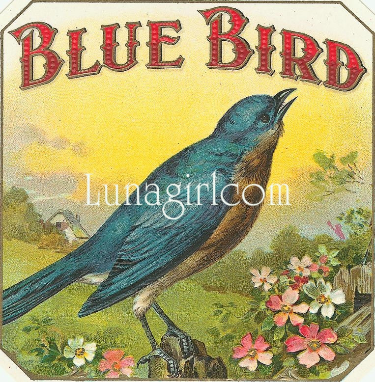 Antique Cigar Labels: 2500 Images - Lunagirl