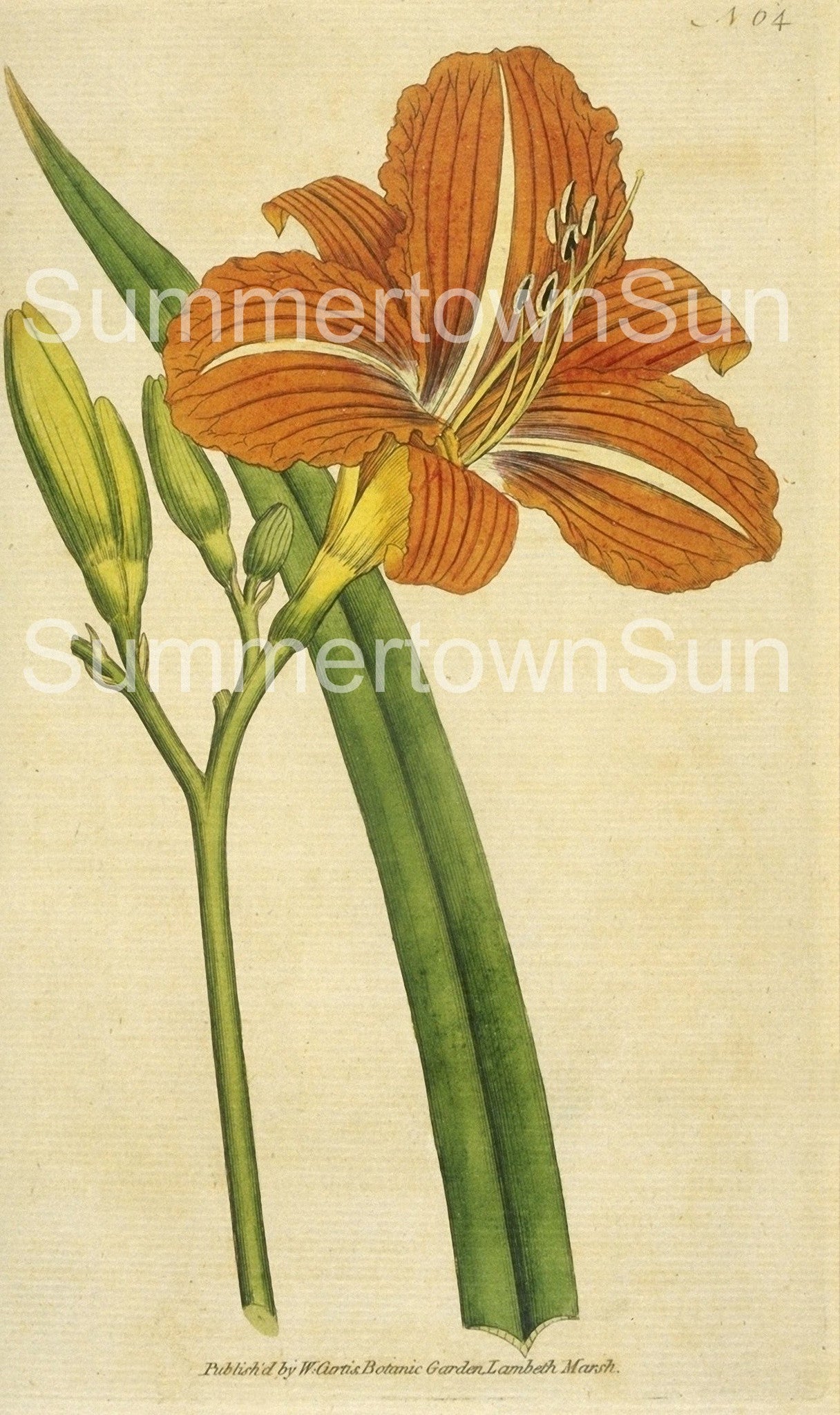 Curtis Botanical Prints: 60 images - Lunagirl