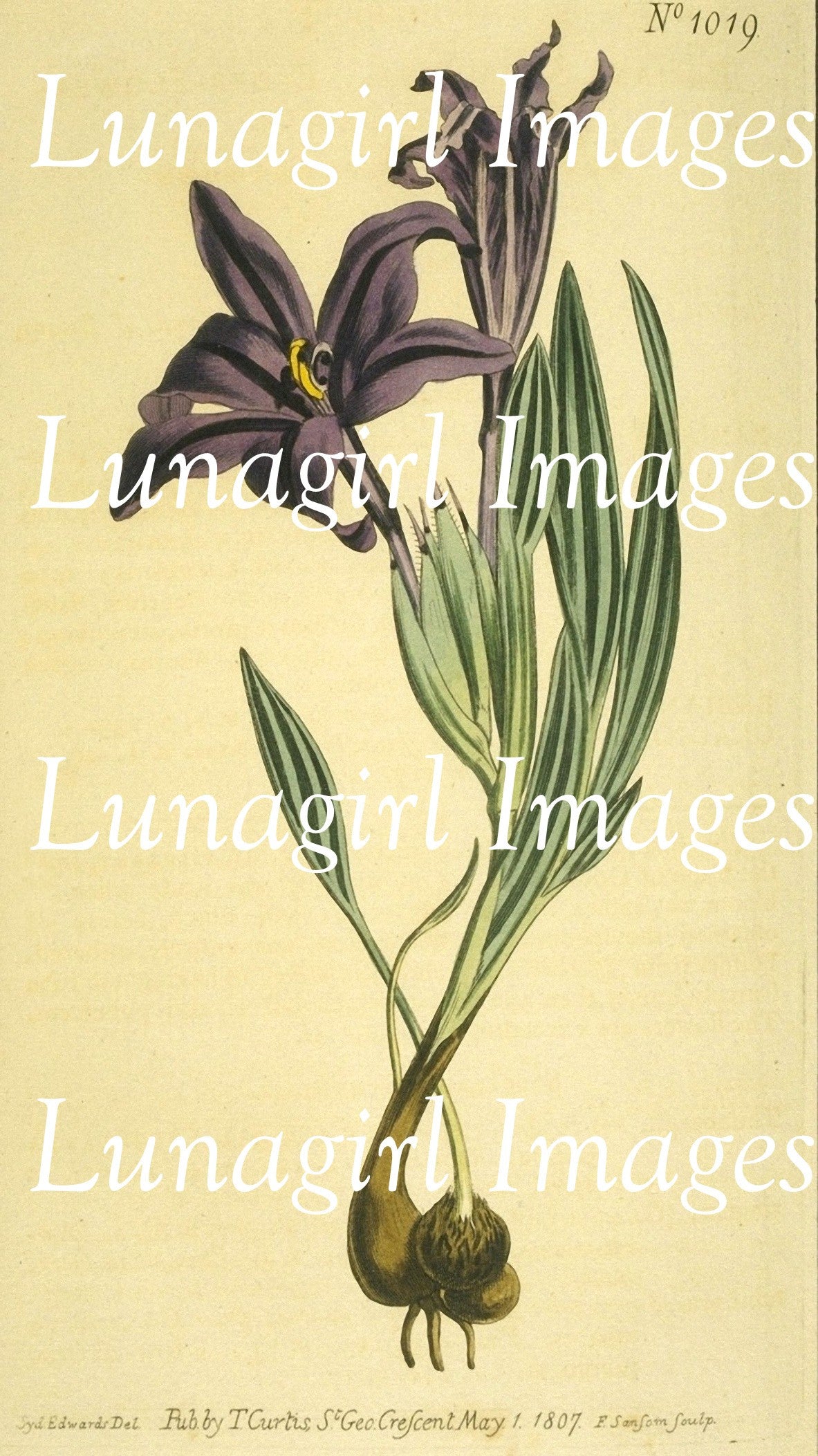 Curtis Botanical Prints: 60 images - Lunagirl