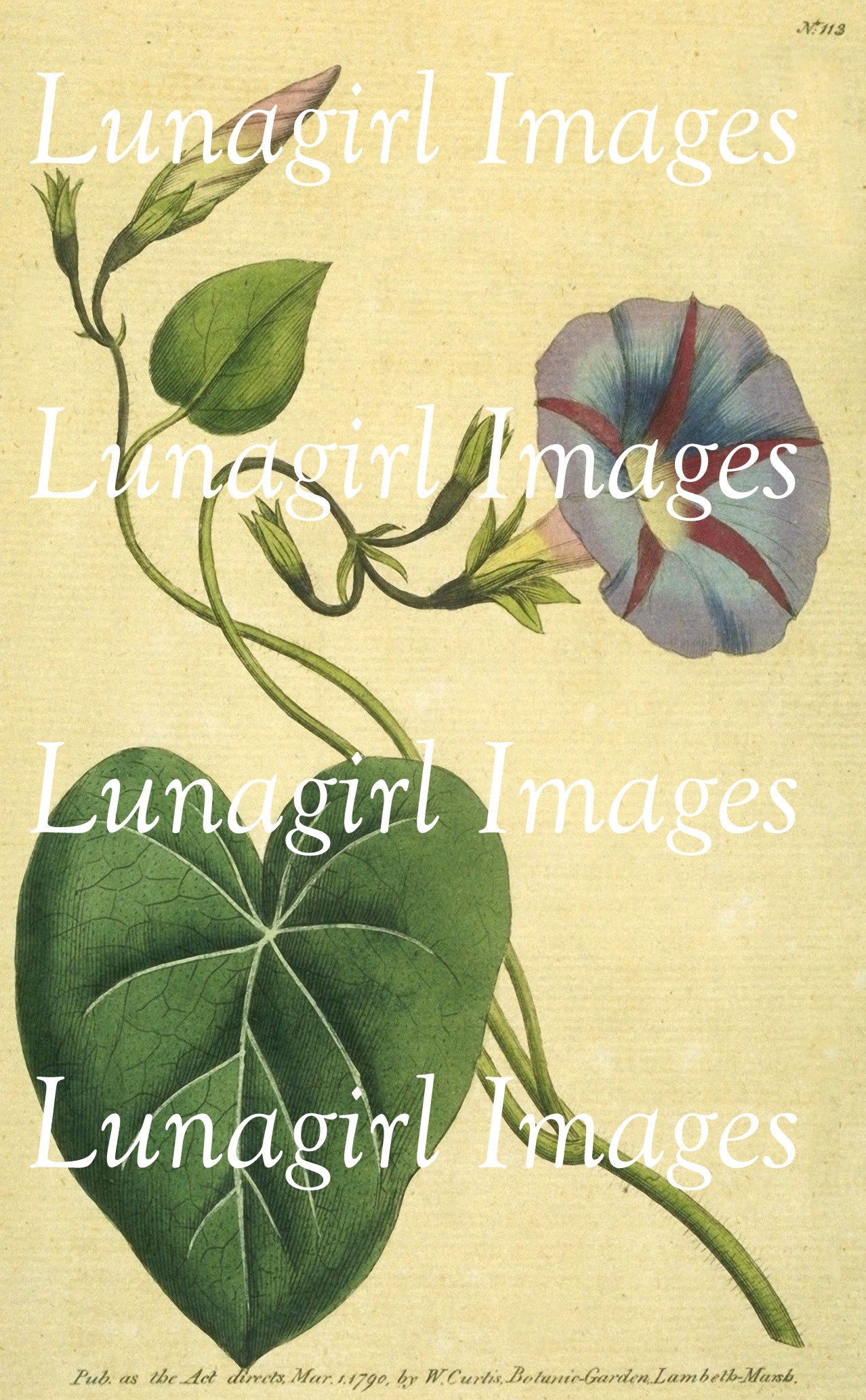 Curtis Botanical Prints: 60 images - Lunagirl