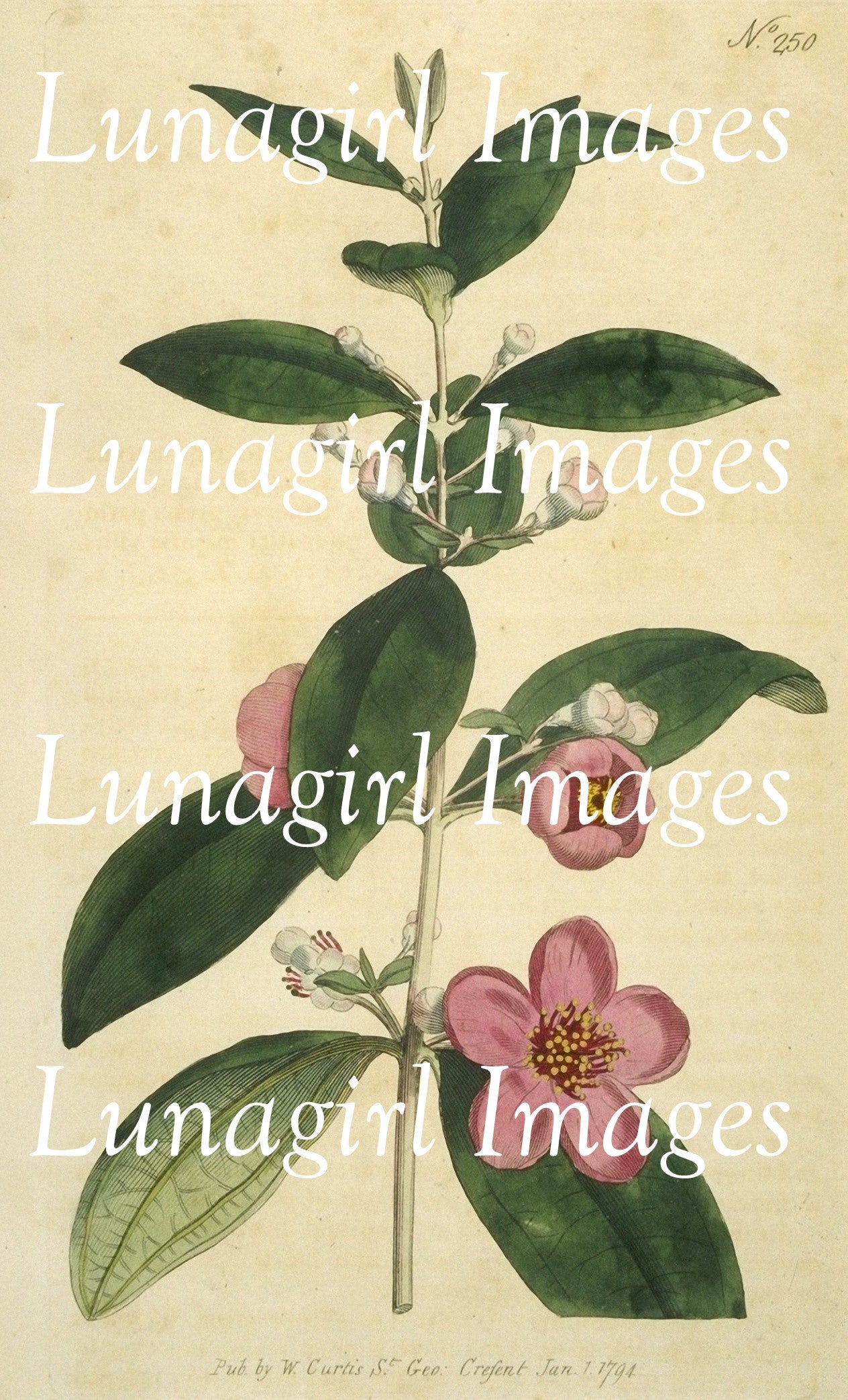 Cape Jasmine Flower Botanical Print Digital Art by Visual Design