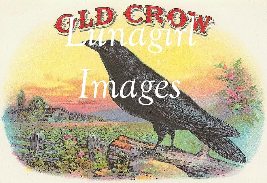 Victorian Birds: 500 Images - Lunagirl