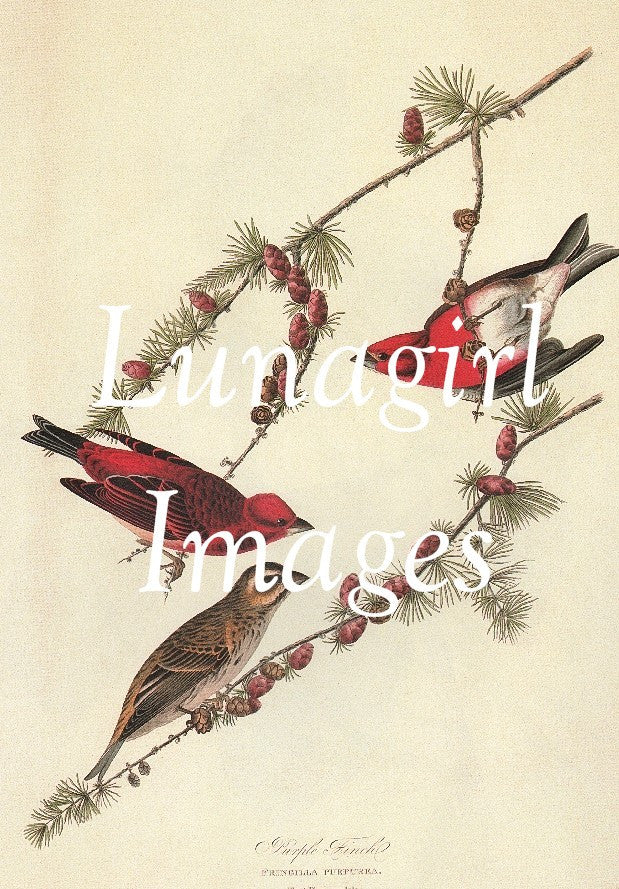 Victorian Birds: 500 Images - Lunagirl