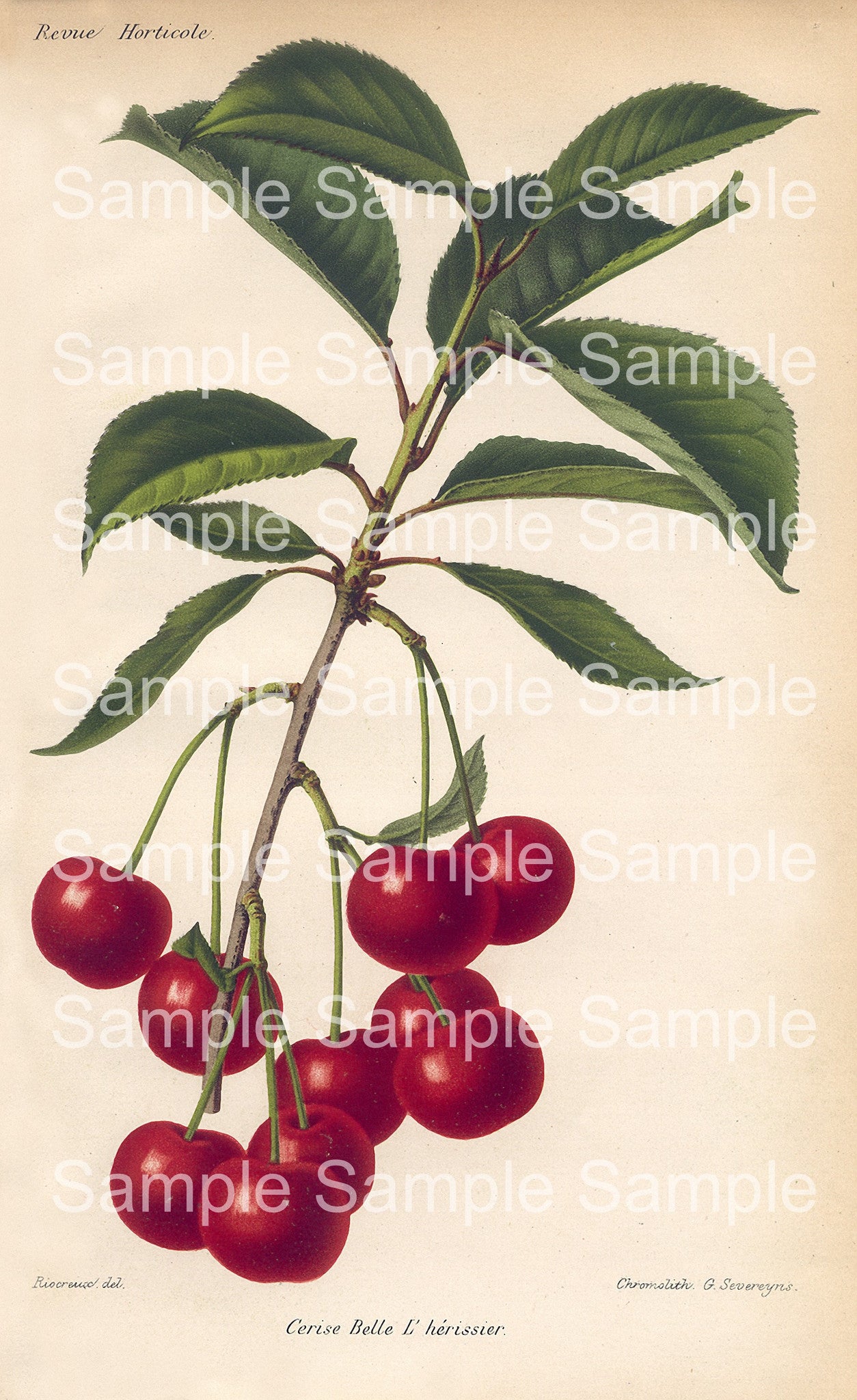 Fruit Botanical Prints: 49 Images - Lunagirl