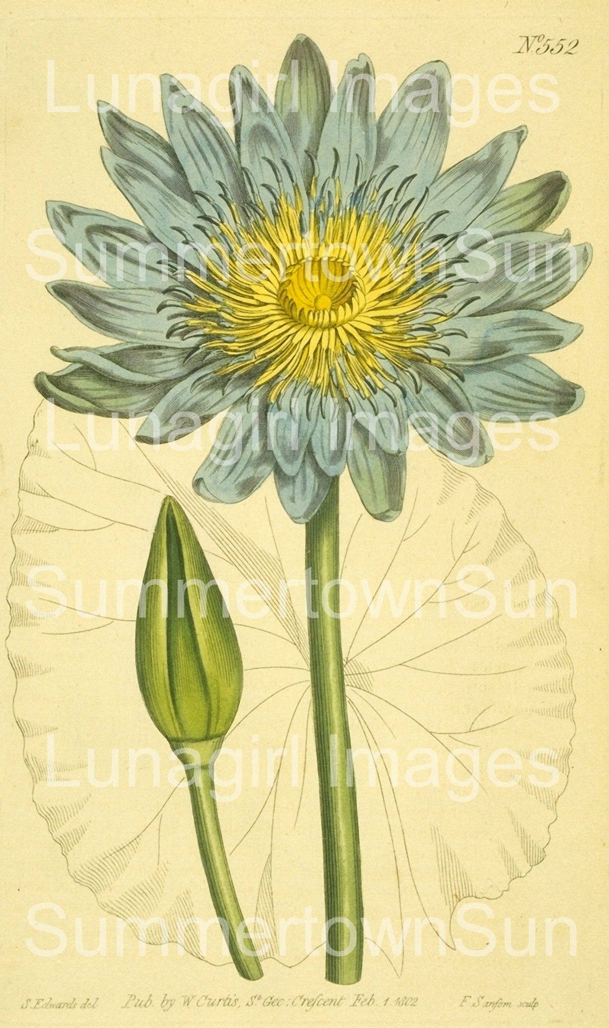 Curtis Botanical Prints: 60 images - Lunagirl