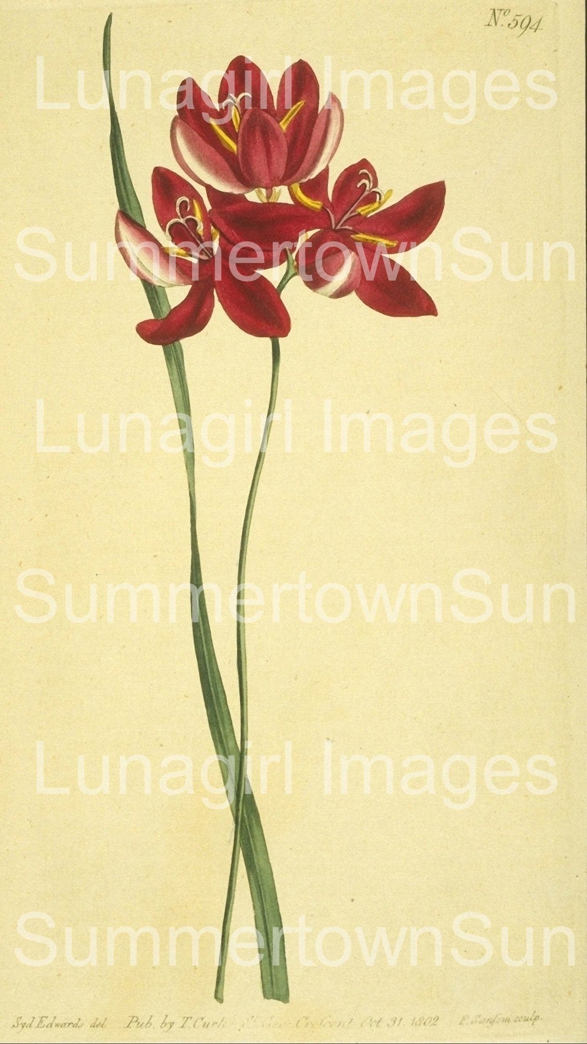 Curtis Botanical Prints: 60 images - Lunagirl