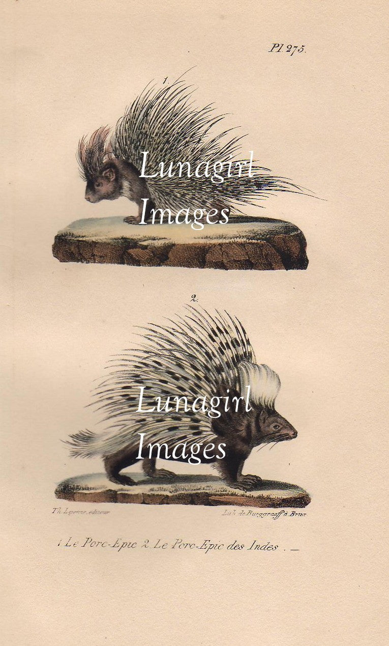 Vintage Victorian Animals: 950 Images - Lunagirl