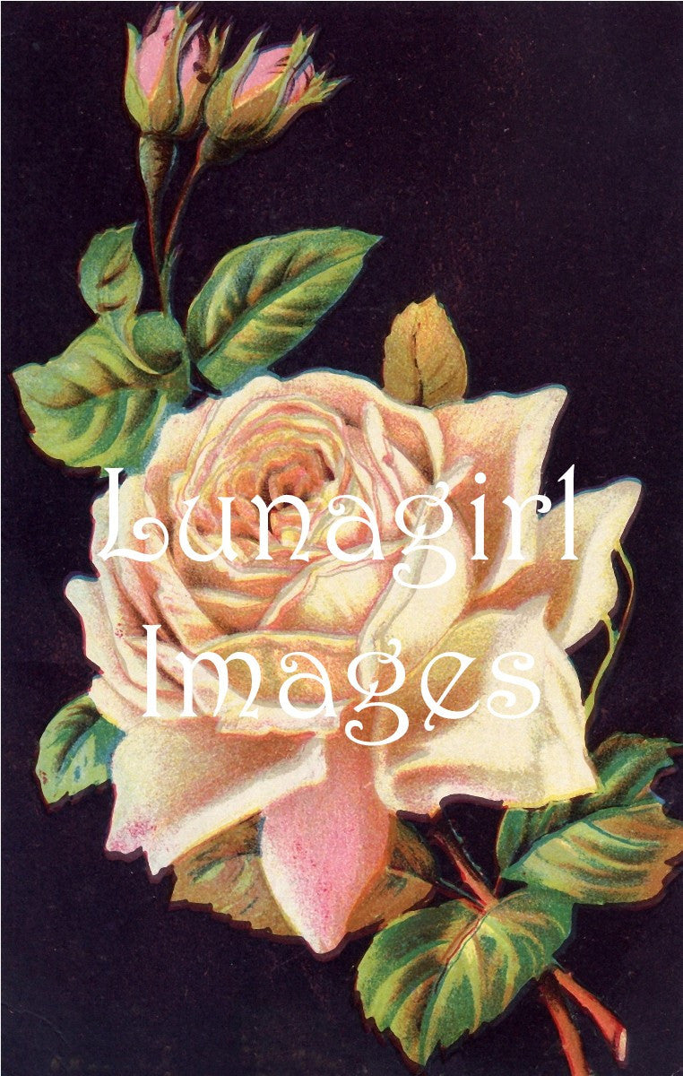 40 Yellow Peach White Vintage Roses Download Pack - Lunagirl