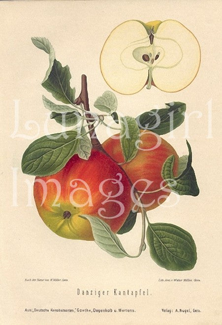 Victorian Flowers: 900 Images - Lunagirl