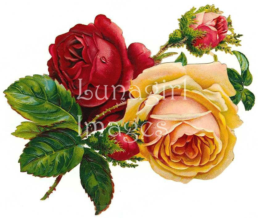 Buy Butterfly on Rose Flowers Color Pencil Art Online in India - Etsy