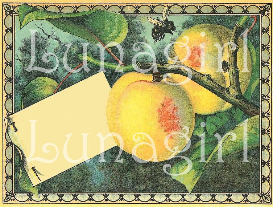 Victorian Vintage Blank Labels: 600 Labels Frames & Tags - Lunagirl