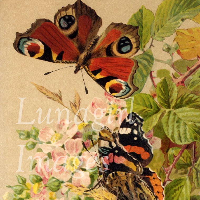 Butterflies: 250 Images - Lunagirl