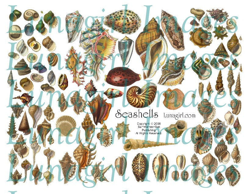 Seashells Digital Collage Sheet - Lunagirl