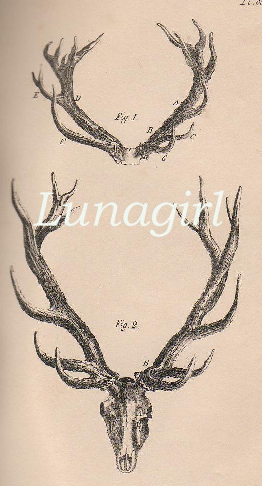 Vintage Victorian Animals: 950 Images - Lunagirl