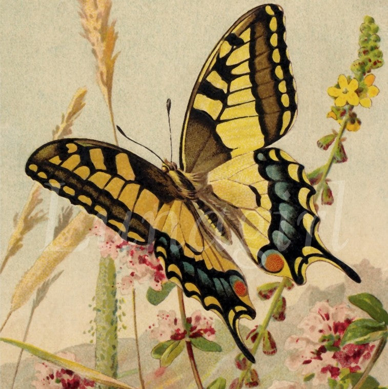Butterflies: 250 Images - Lunagirl