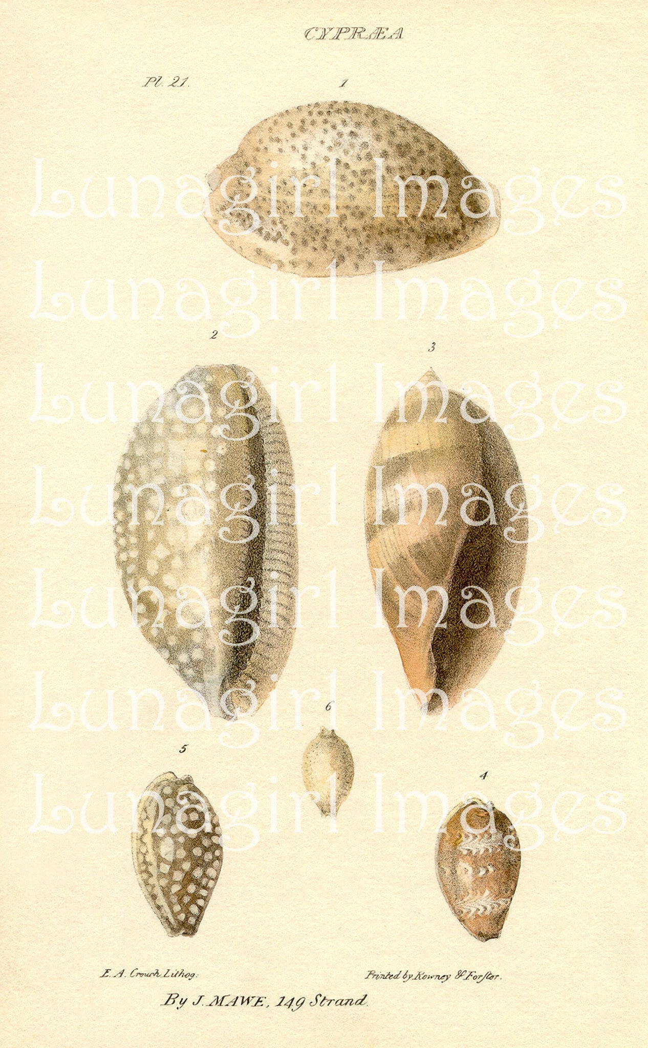 Antique Seashell Prints: 64 Images - Lunagirl