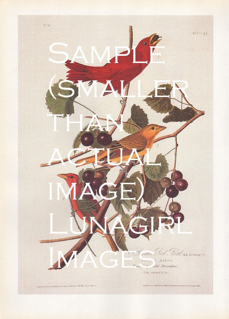 Audubon's Birds of America: 110 Prints - Lunagirl